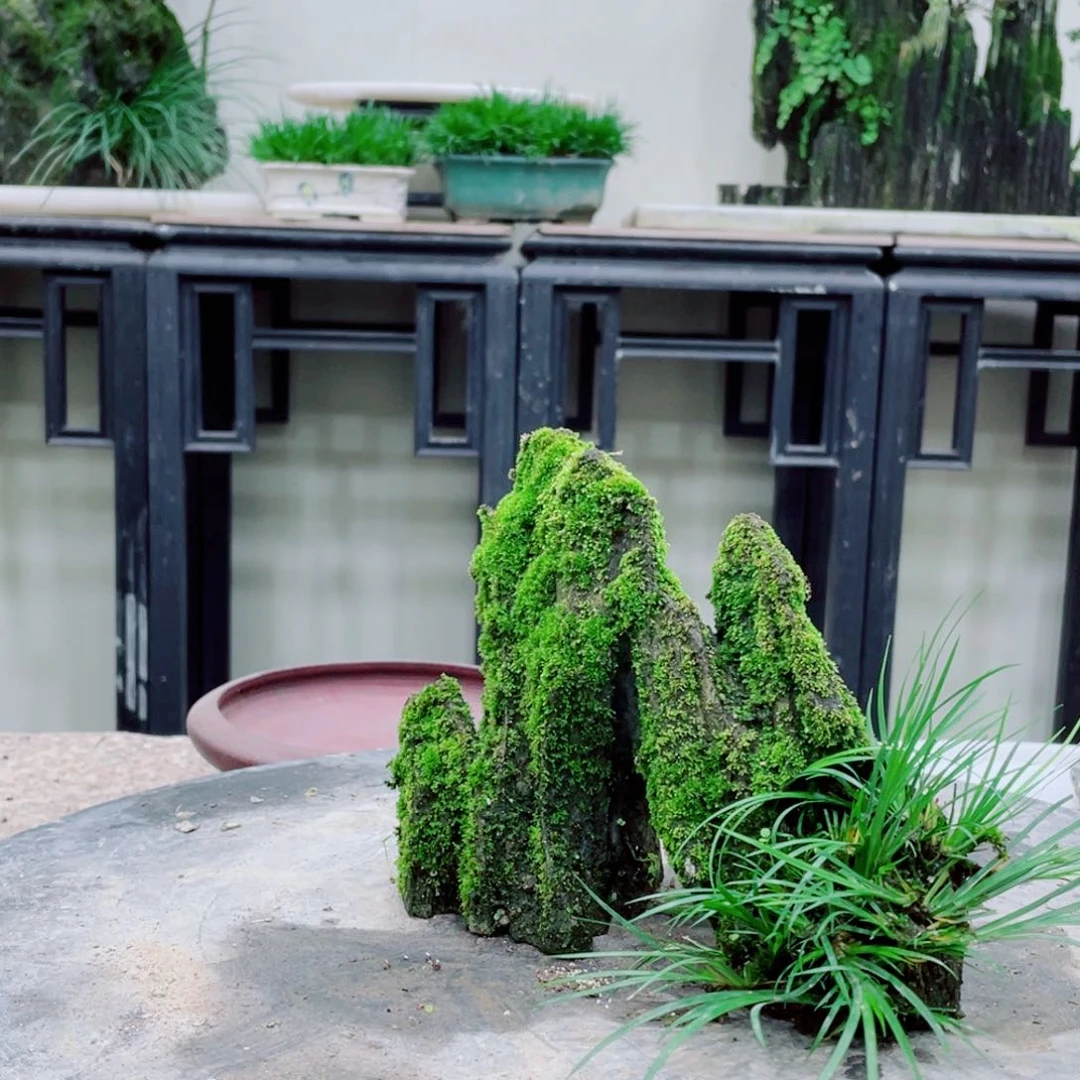 无铅玻璃寂**鹰铁线蕨菖蒲好养的盆景