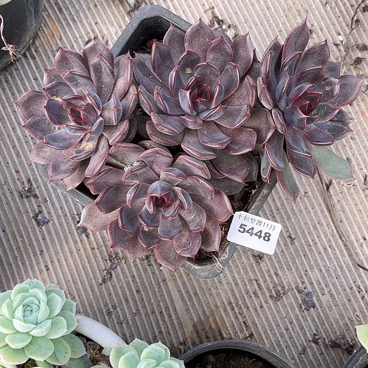 阿雅园艺。       5448暗冰