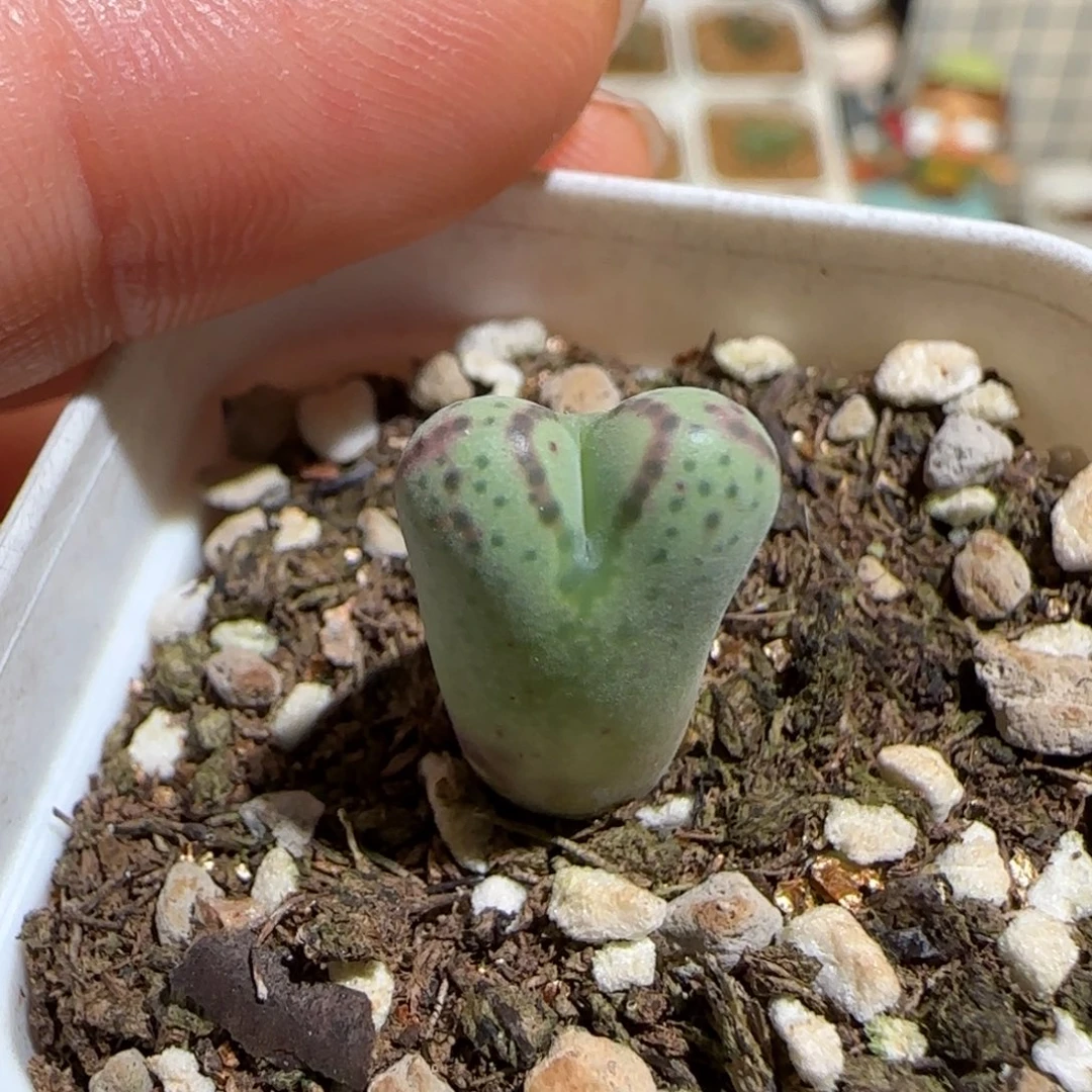 肉锥多肉植物组合-斑马676