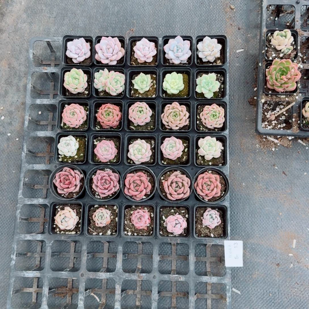 三十颗杂交组合量拍5-13