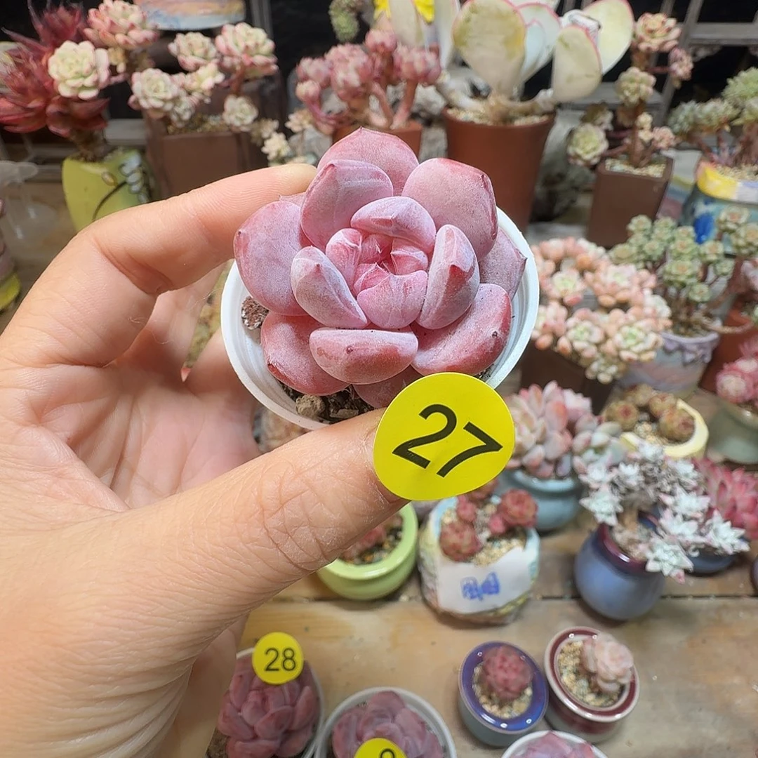 27脱土哈哈哈哈哈哈