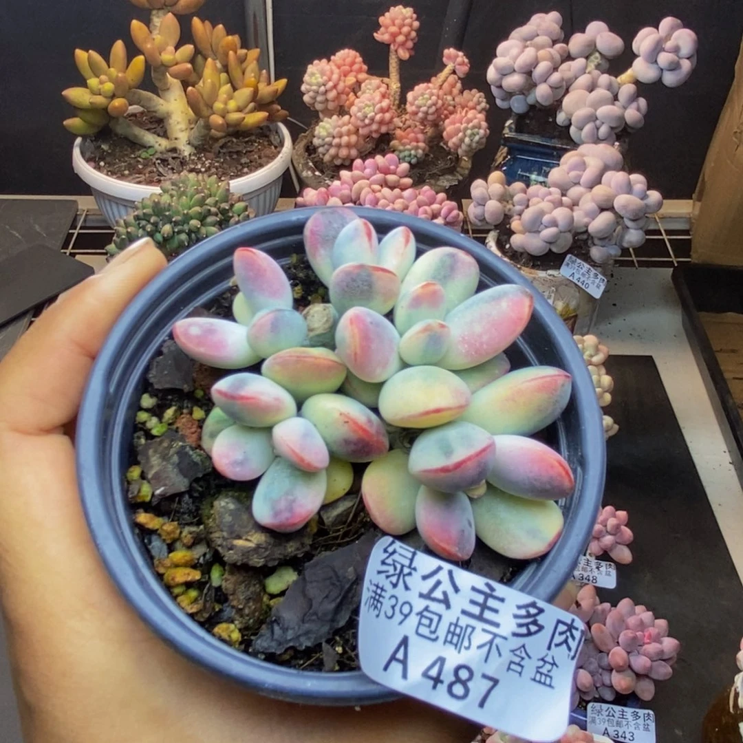 487乒乓福娘锦多肉有砍