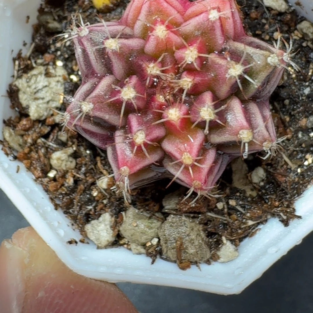 米哈实生自然锦泰国进口 紫色幻想296