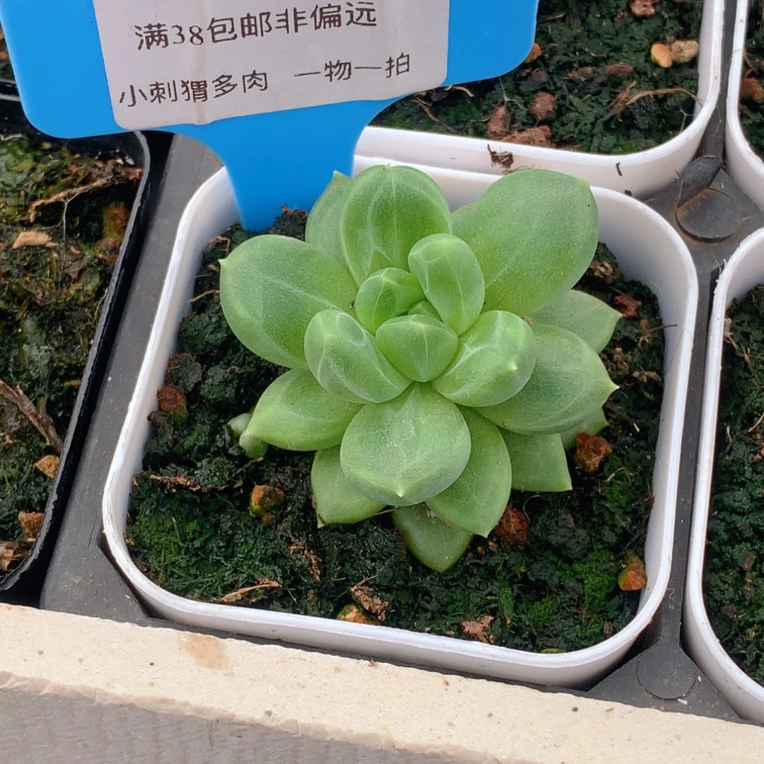 新品美人一物一拍72