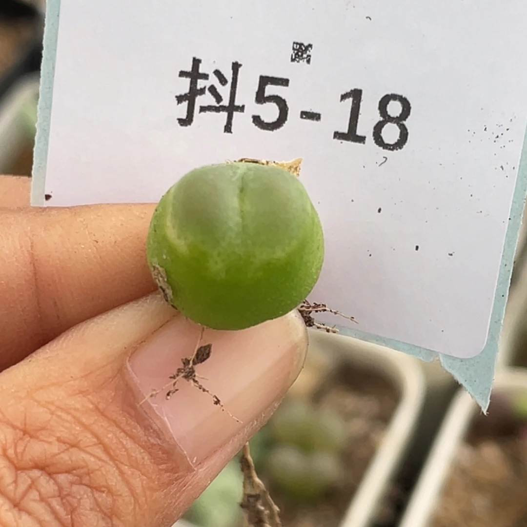 5-18拉登多肉植物肉锥