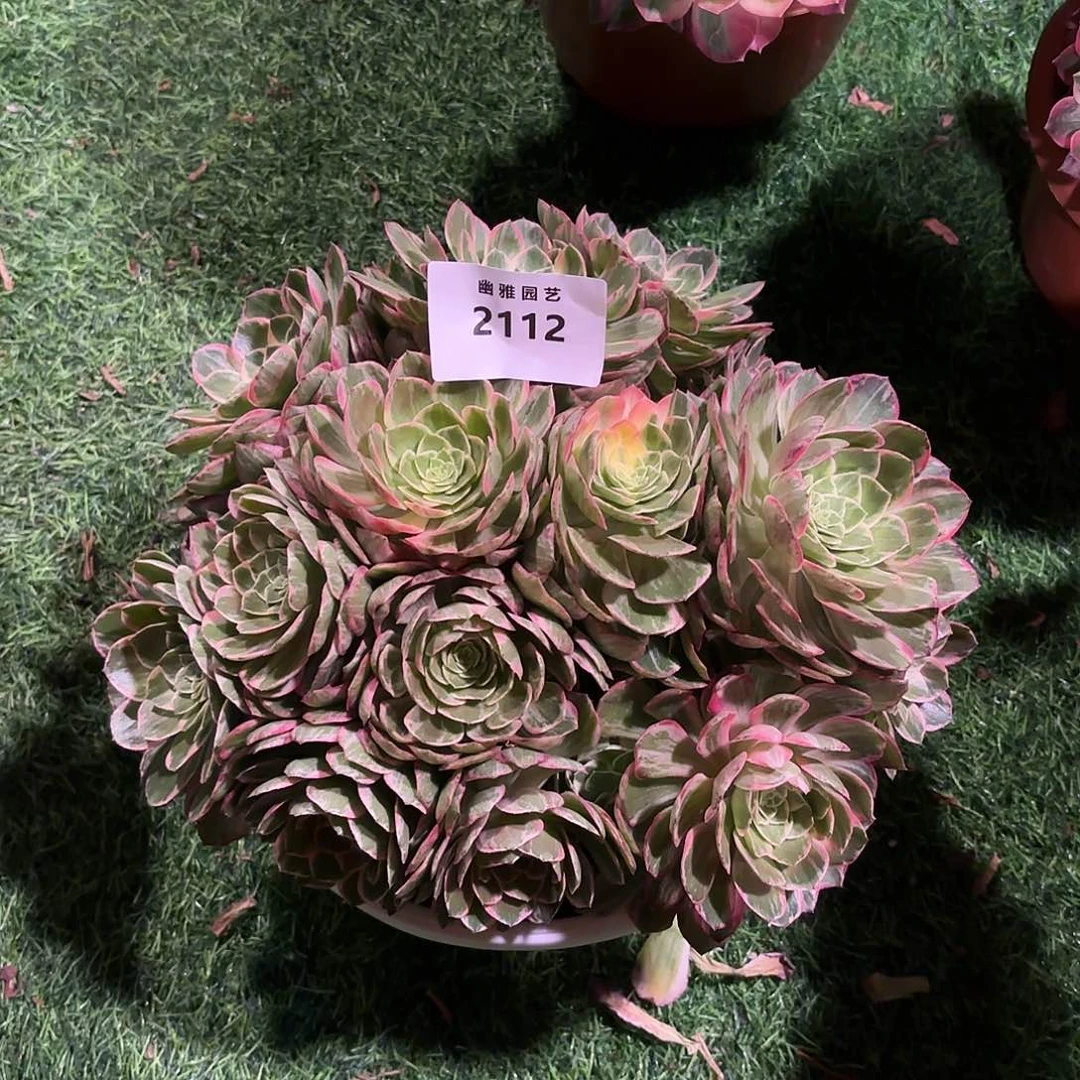 多肉法师万花筒2112