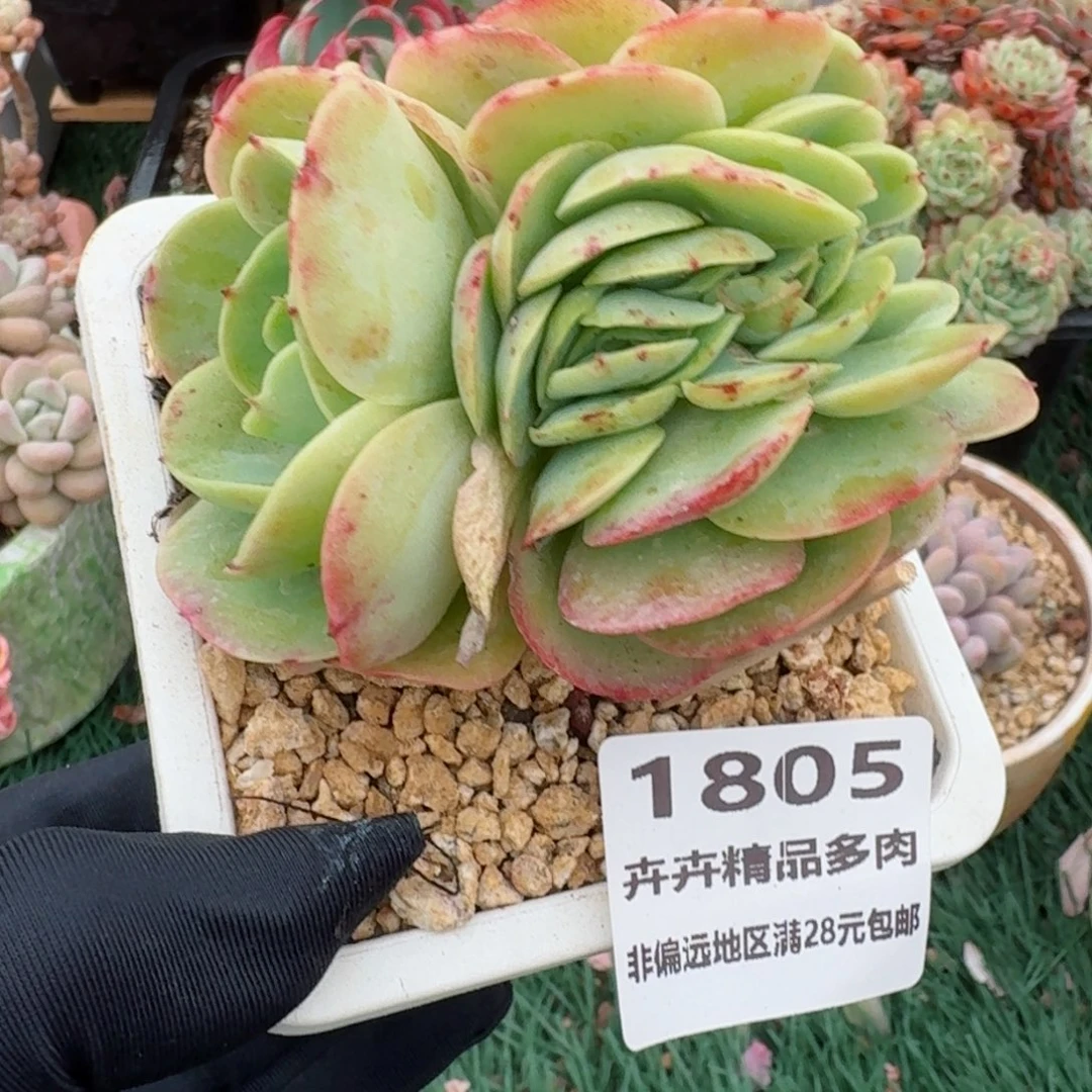 1805一物一拍（满28包邮