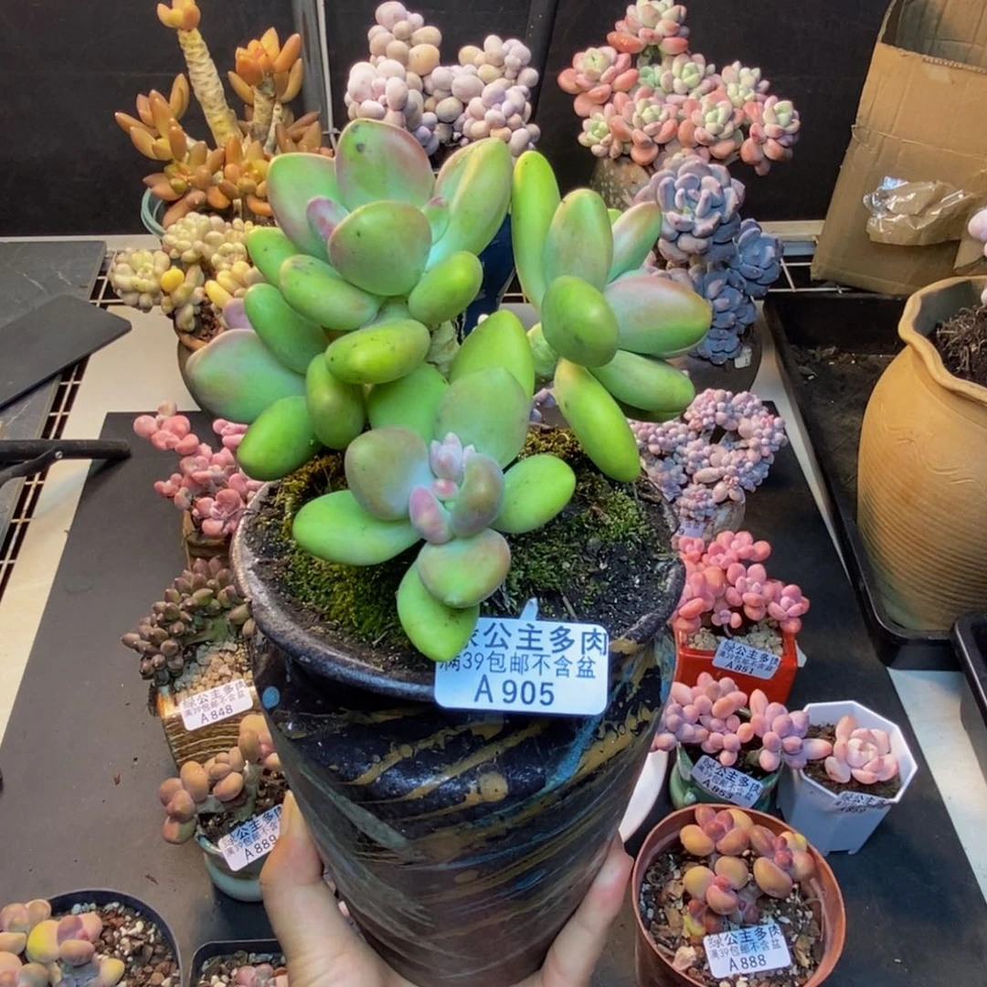 905芒果奶多肉10c m