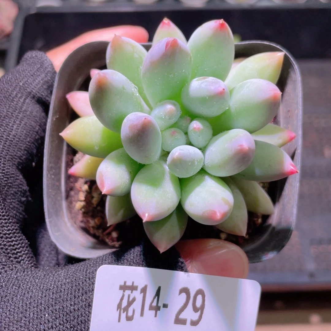 花利美14-29奶瓶