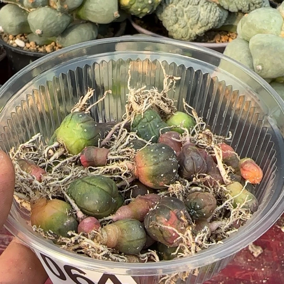 无花朵一堆实生兜锦064