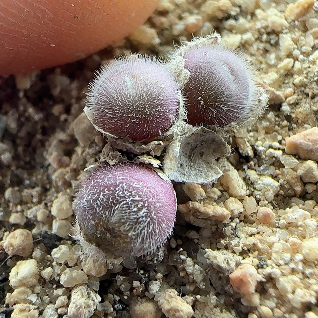 佰**柜脱土发货28包邮25811