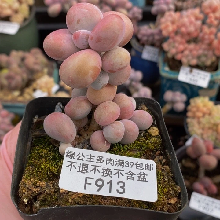 腰子桃蛋5cm913多肉植物