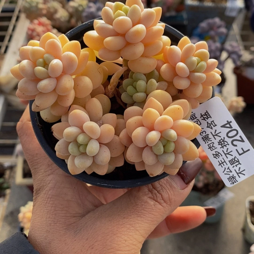 洛可可204/7vm运输掉叶