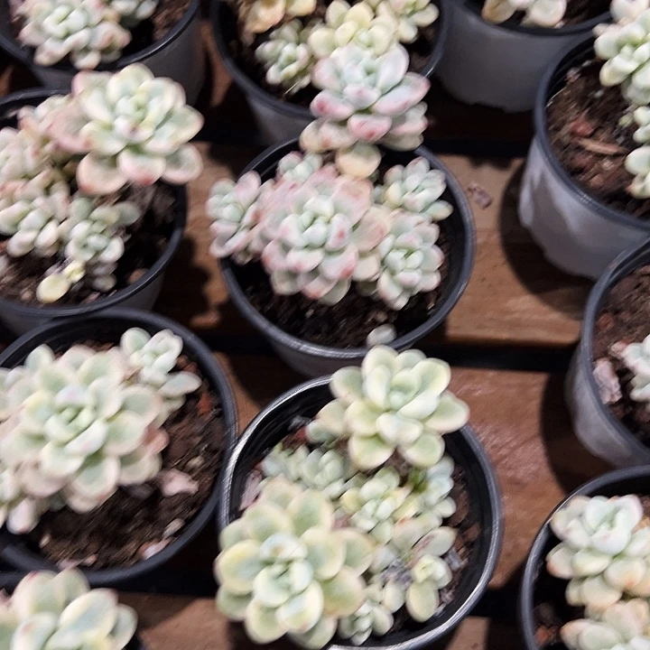 劳尔锦           福利多多