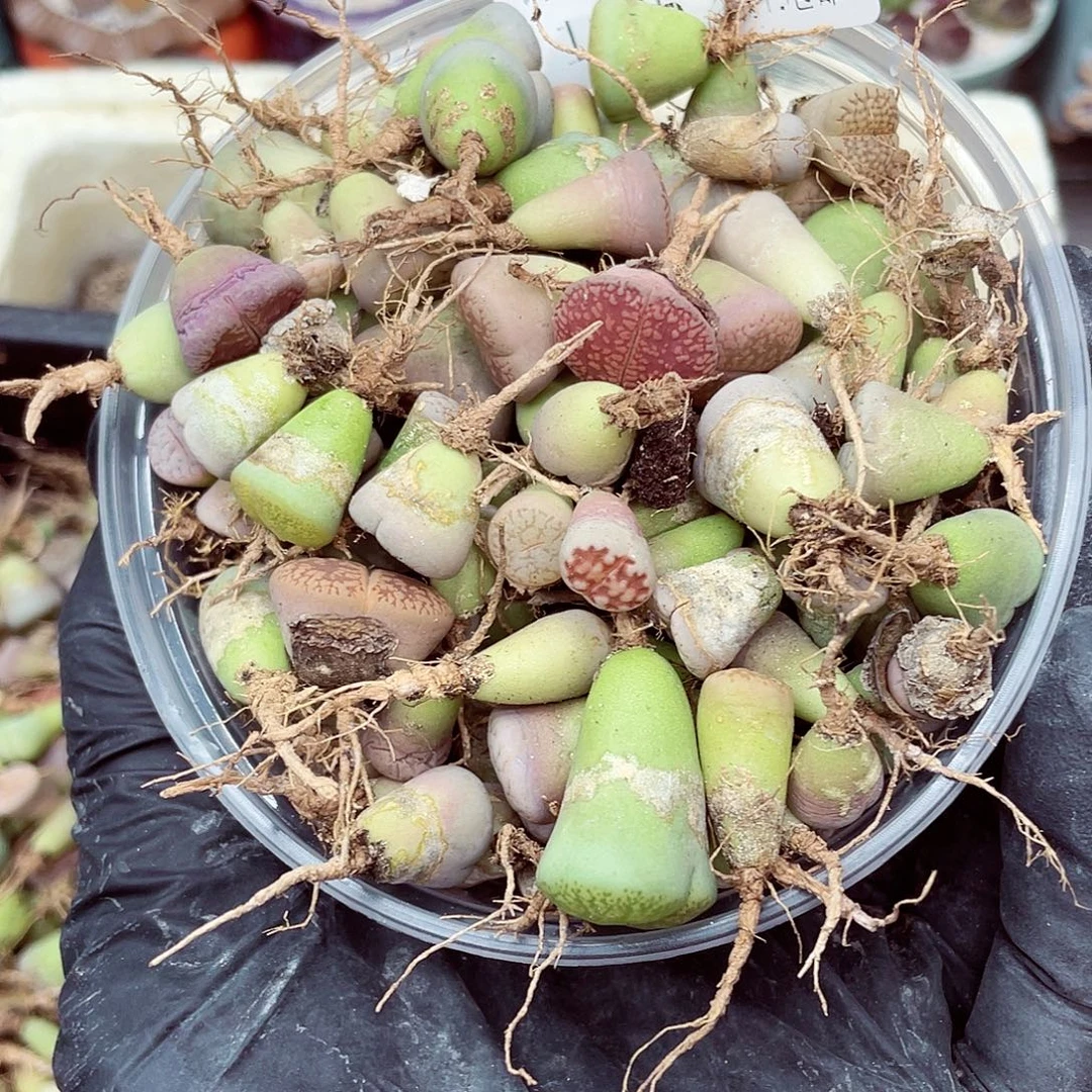 生石花满18包邮1025-232