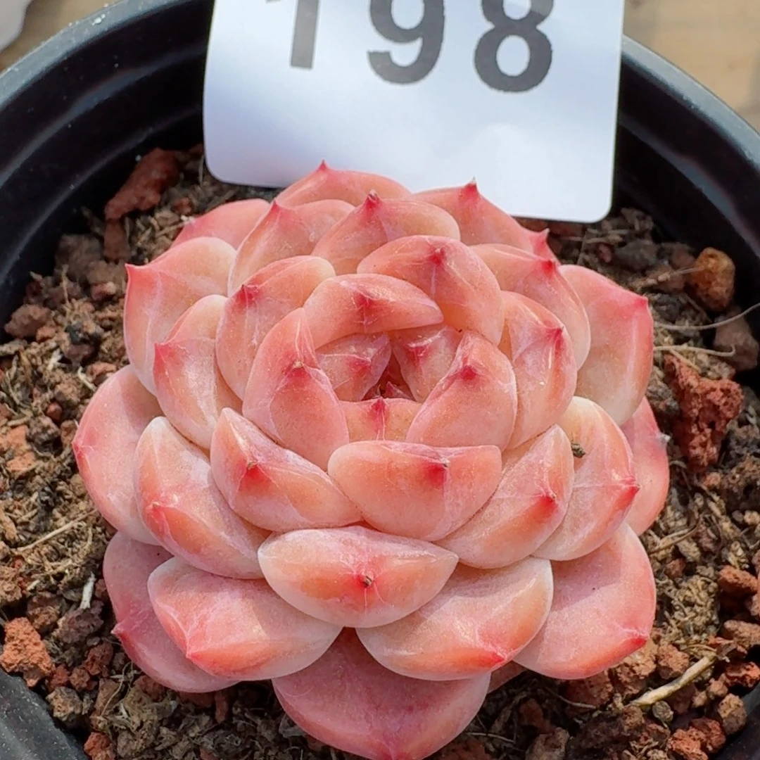 冰魄         多肉植物