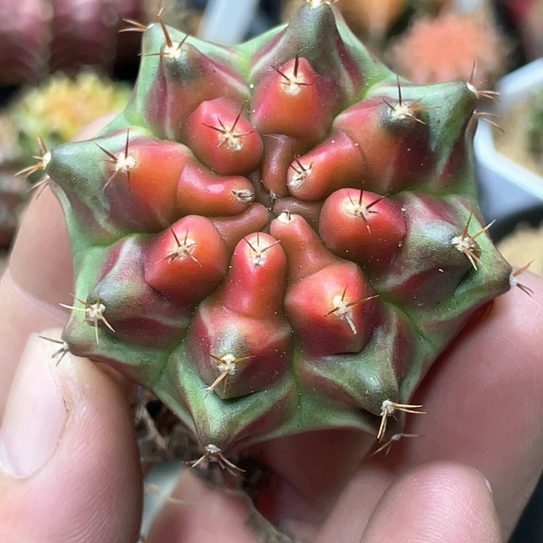 无花朵泰系名品侧，粉红派