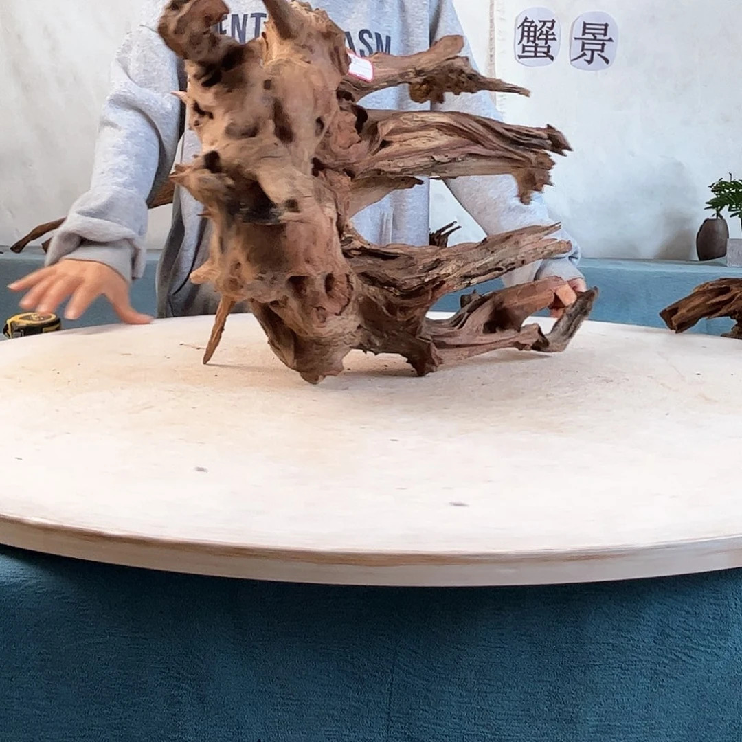 沉木造景寄居蟹造景
