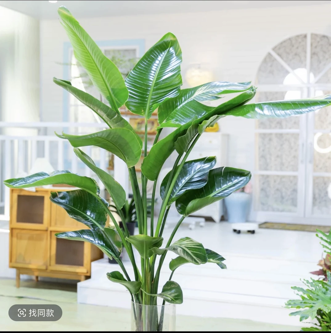 90-1.2米天堂鸟室内绿植盆栽净化空气好养活绿植盆栽室内