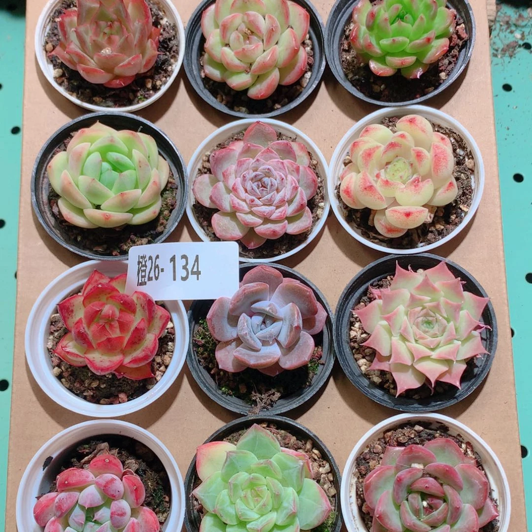 26-134一物一拍多肉带盆18颗