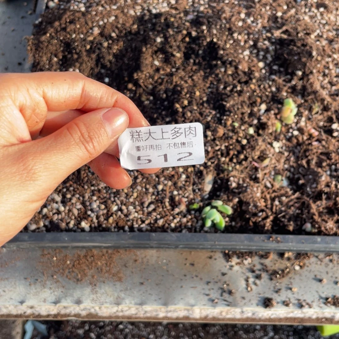糕大上多肉植物512