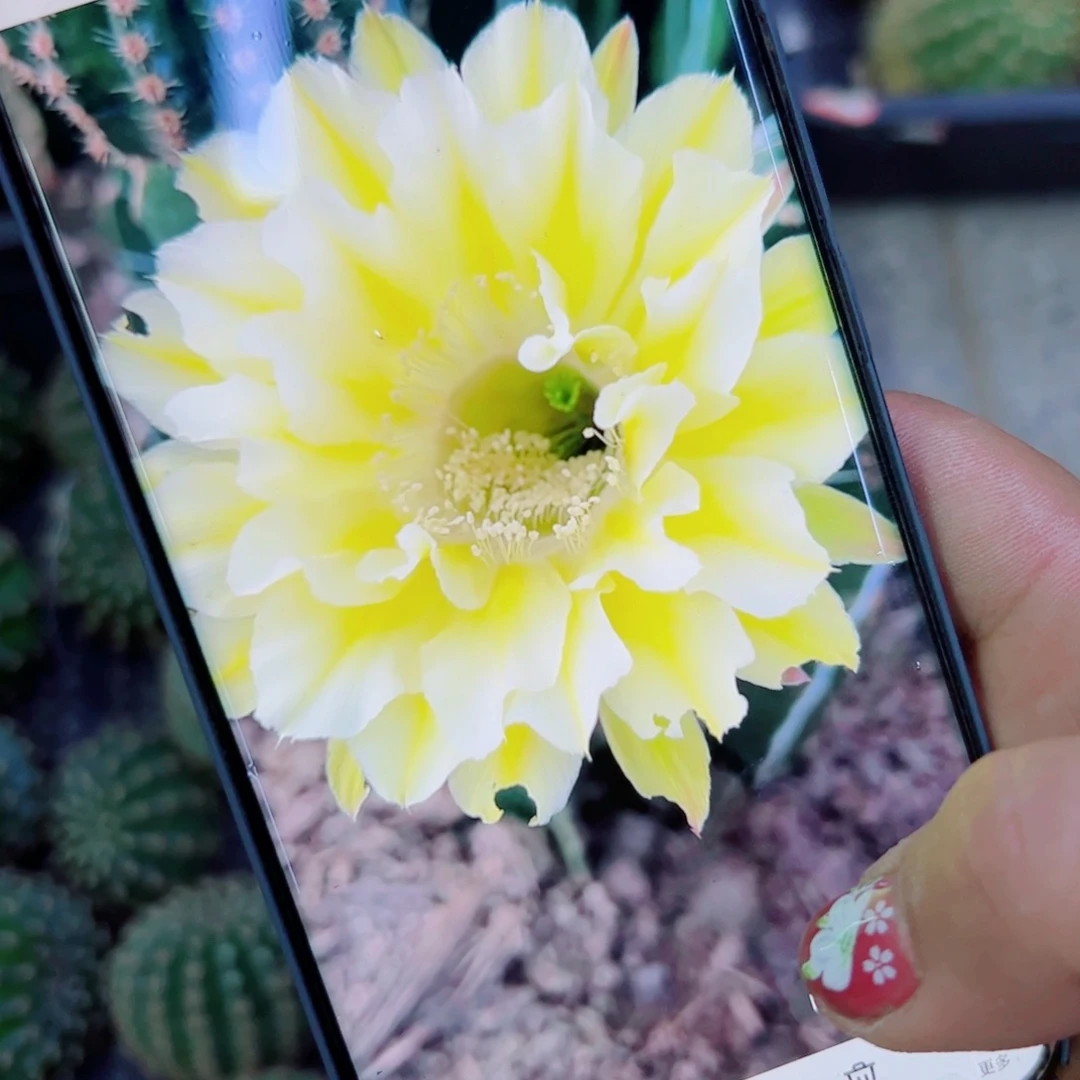 下60彩草黄绿歪无根侧芽4公分左右20包邮