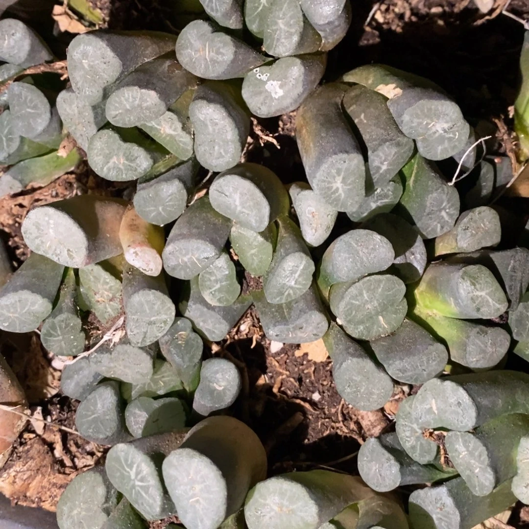 1711 一颗实生超大窗万象 挑大的发货 超级福利