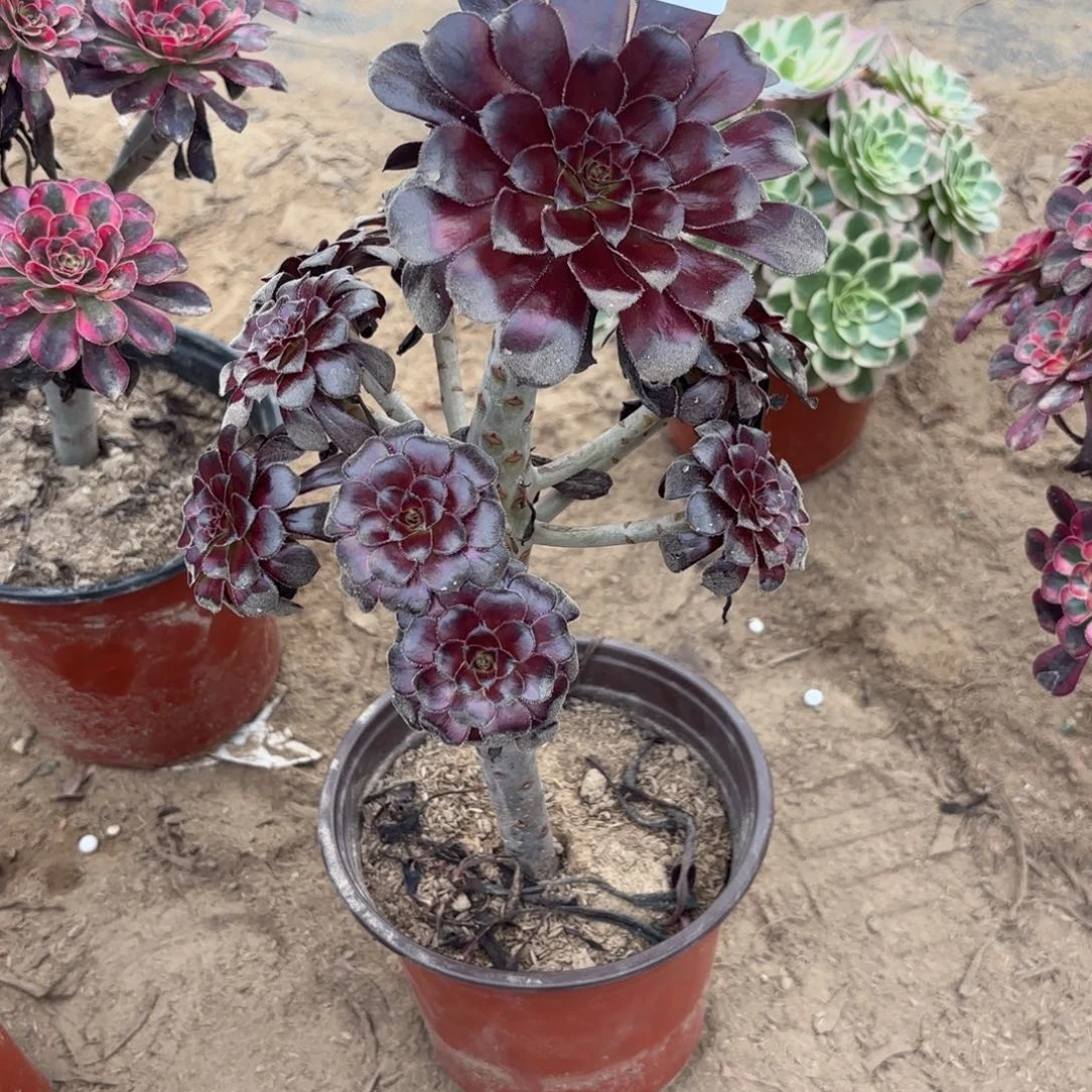 M. 8692魔法师多肉。ade