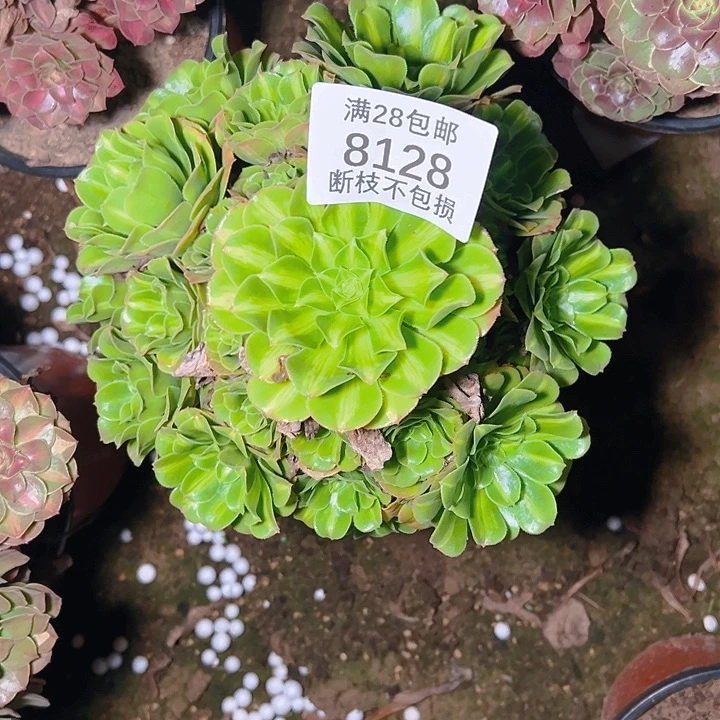 8128翡翠琉璃多肉植物