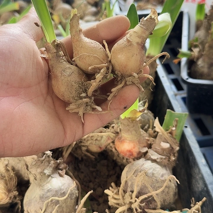 镶边石竹朱顶红一棵2.5+