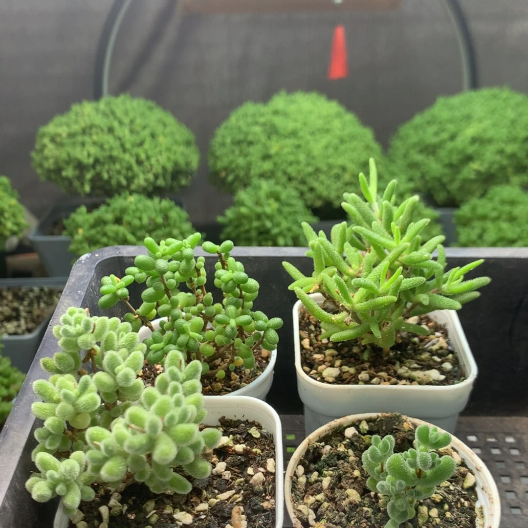 710新手套餐。