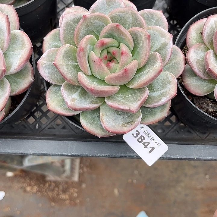 阿雅园艺。         3841Q橙