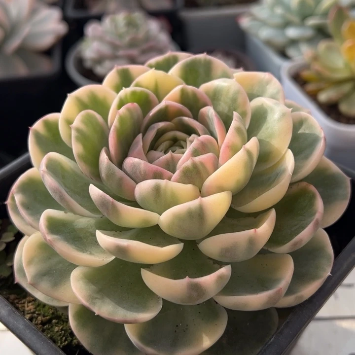 彩色绿体昂斯诺锦一物一拍