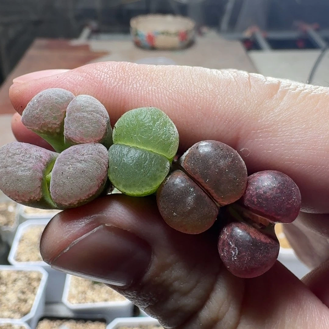 L***宇宇321555555998774265