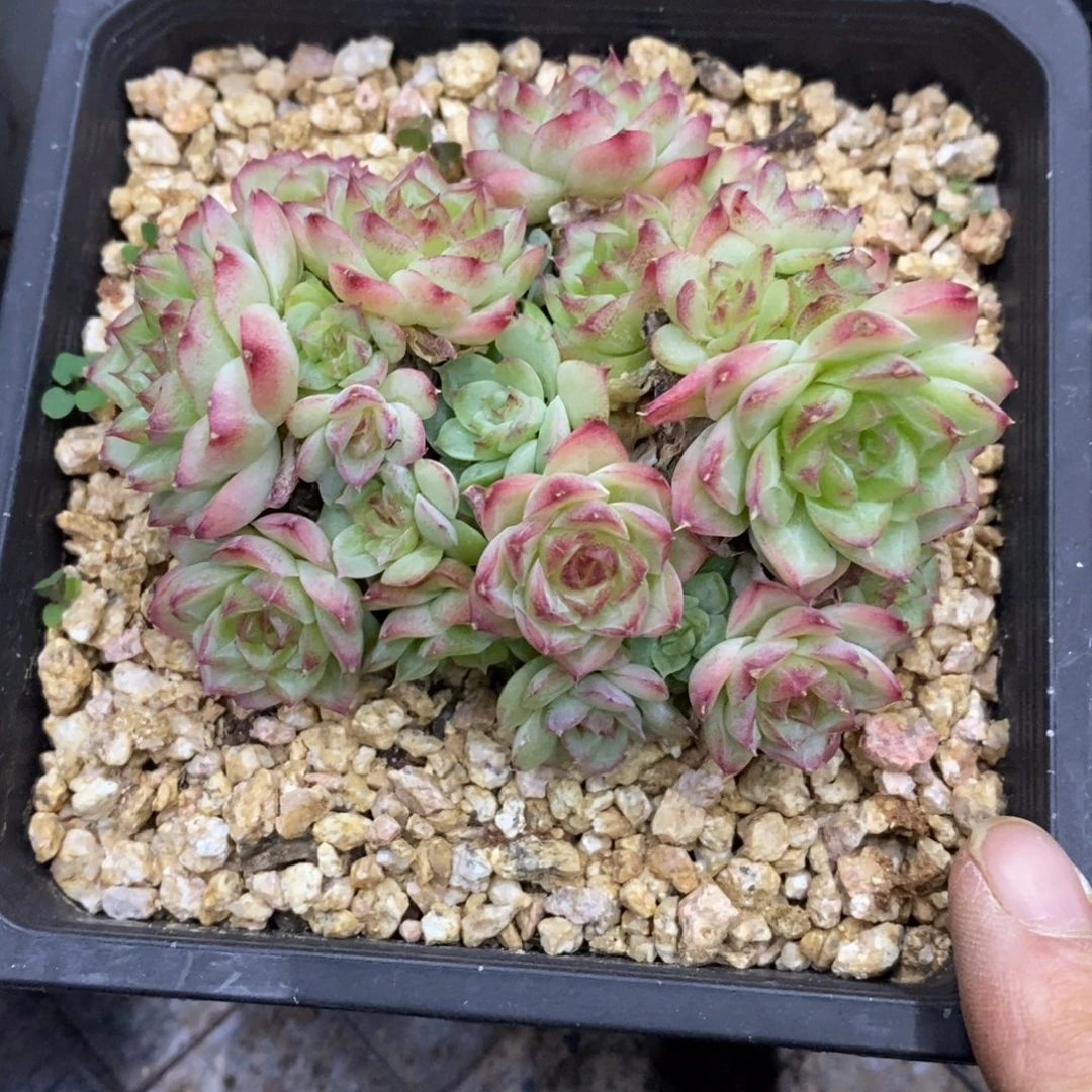 精品多肉一物一拍不包整266