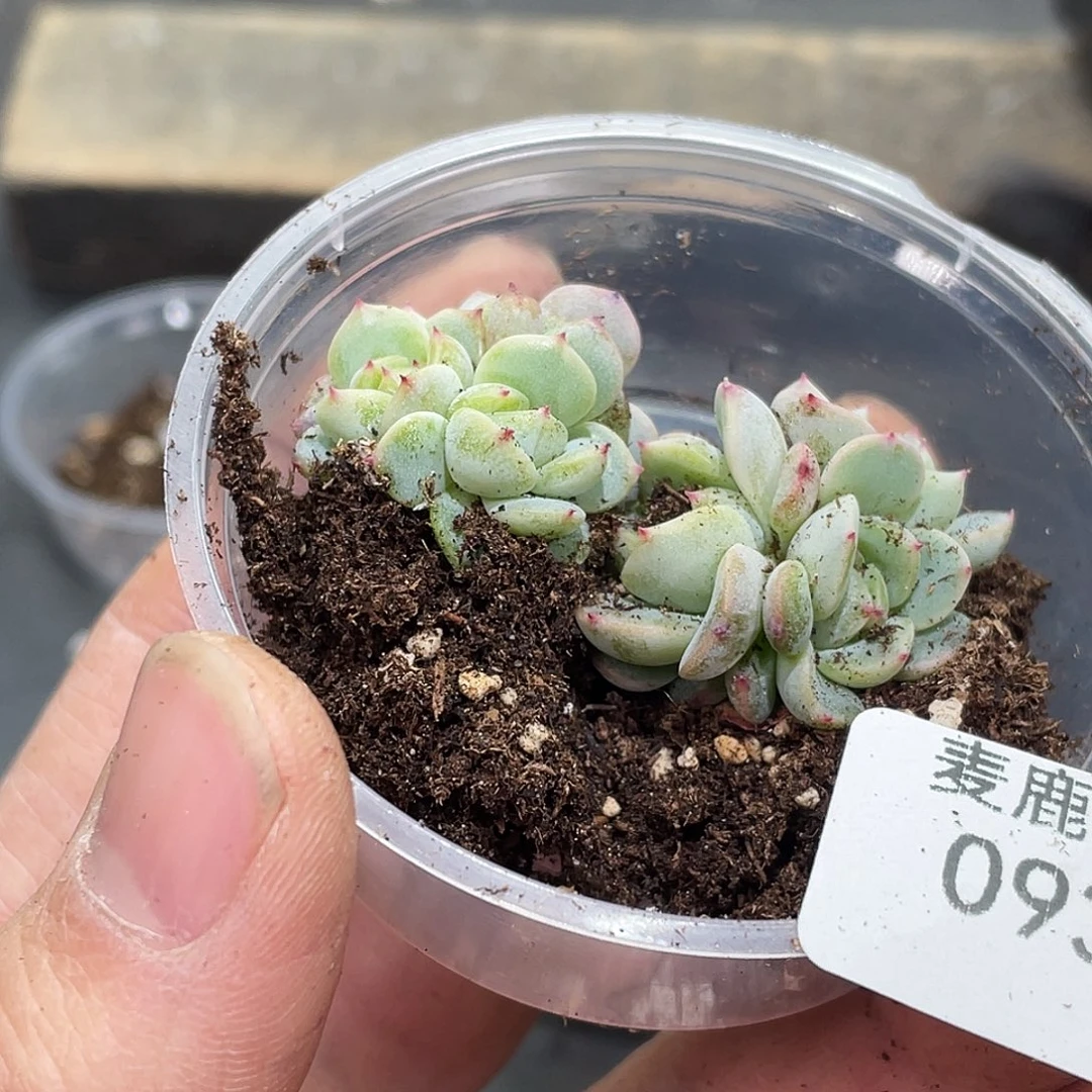 黑***石093。定。