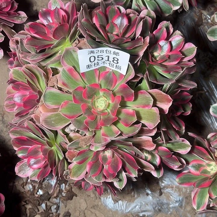 0518七彩石多肉植物