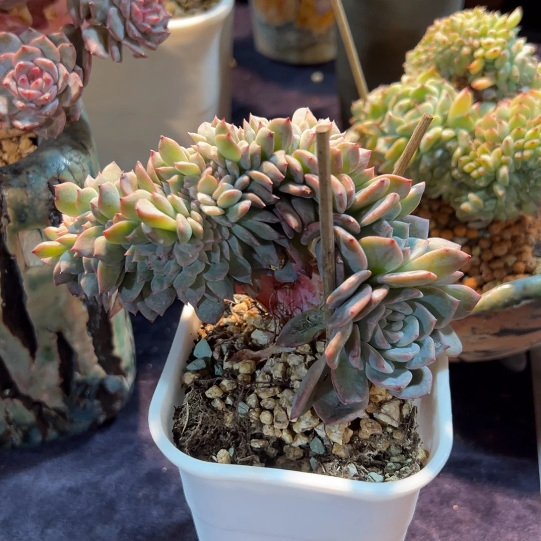 倩*新年快乐啊宝宝们88888888