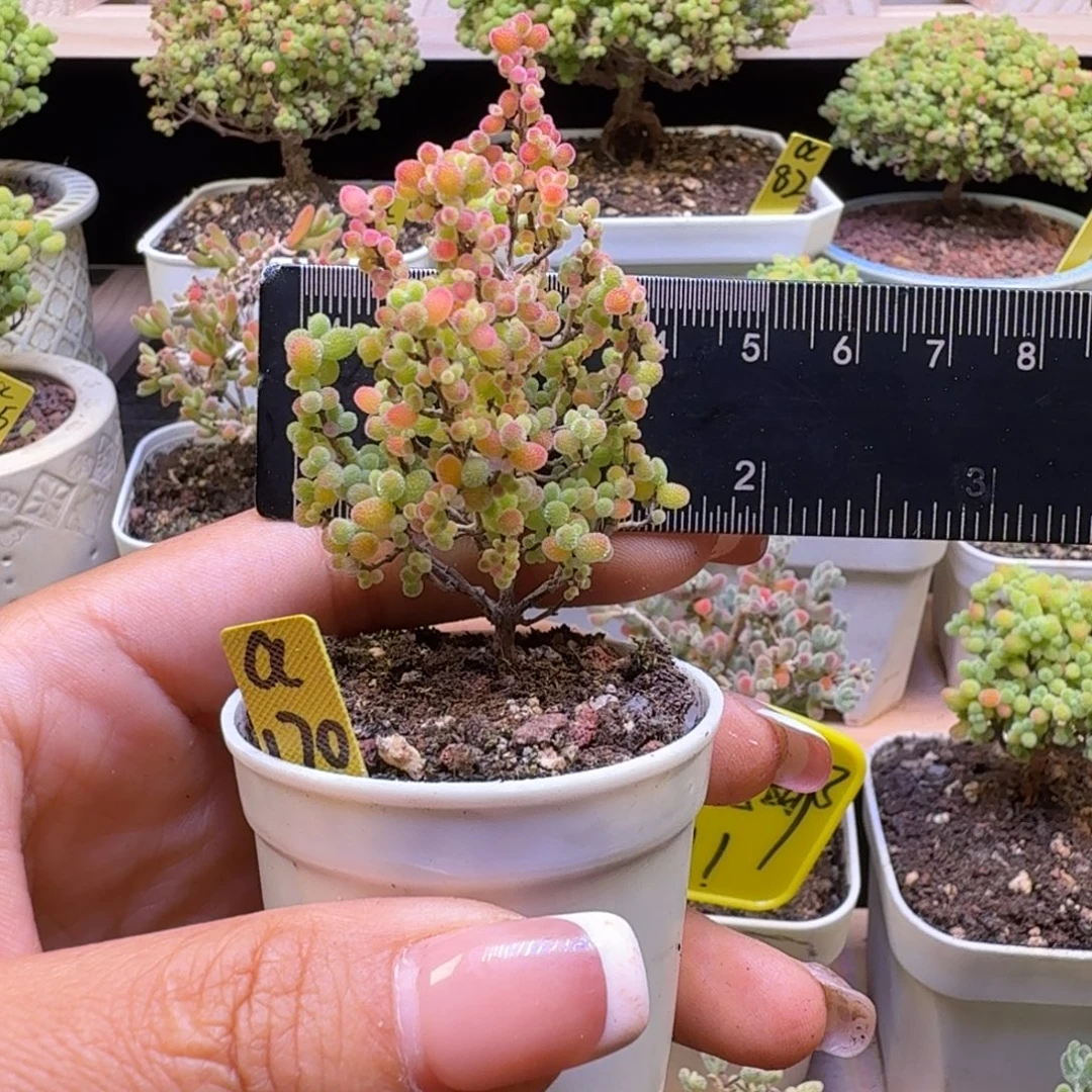 a170号蜜橘冠服4厘米左右