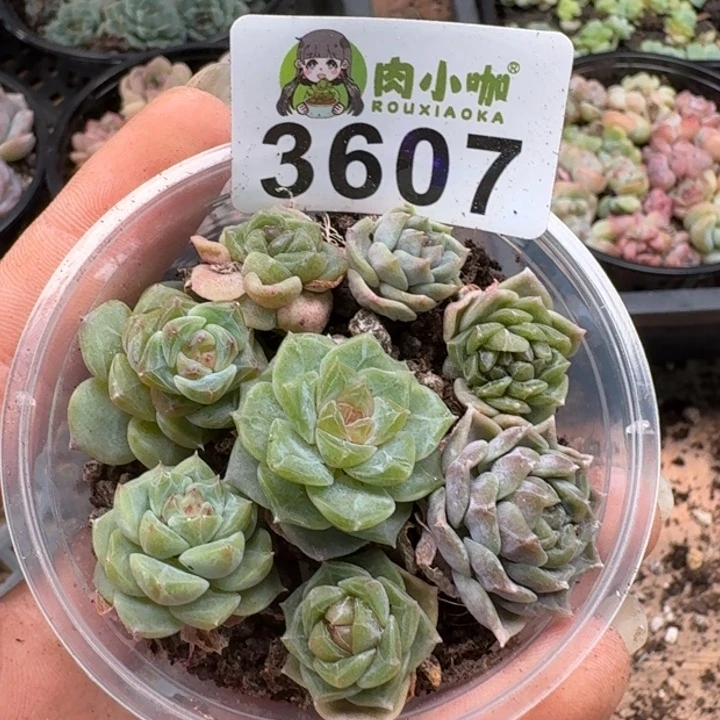 无花朵多肉植物多肉植物