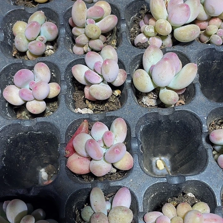 小苹果奶1.5带土发