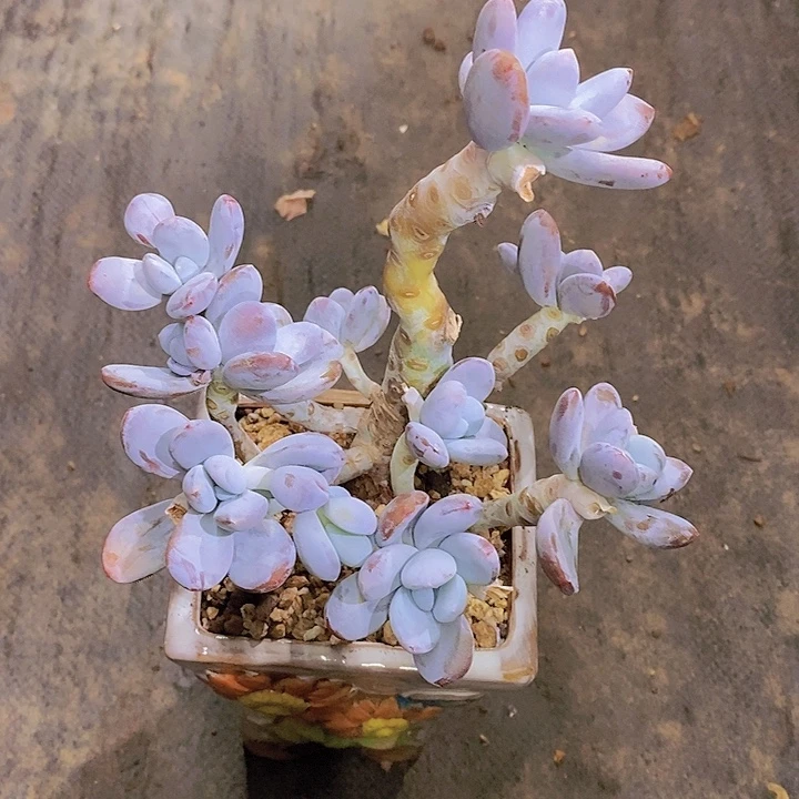 牡***丹雪美人多肉植物老桩