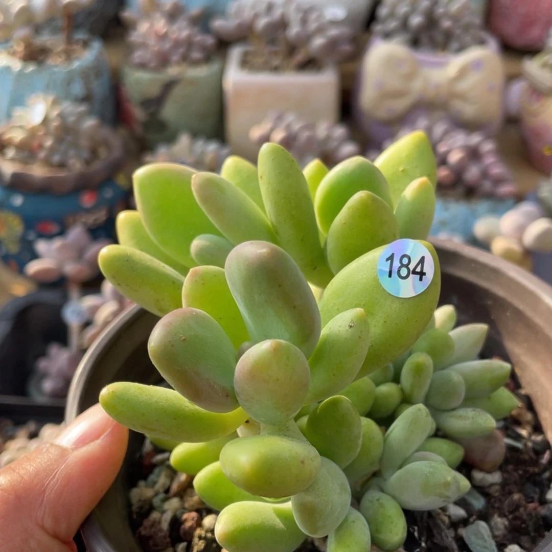 芒果奶酪多肉植物