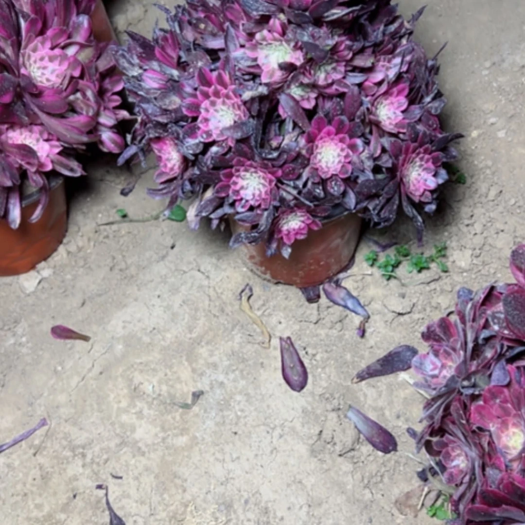 【闪购商品】多**子多肉植物红铜白74