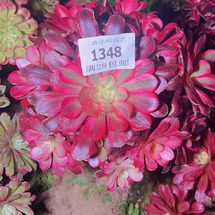 1348美杜莎多肉2号