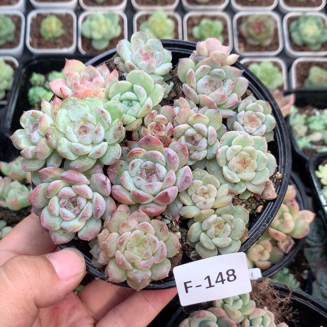 无花朵F148英语英语