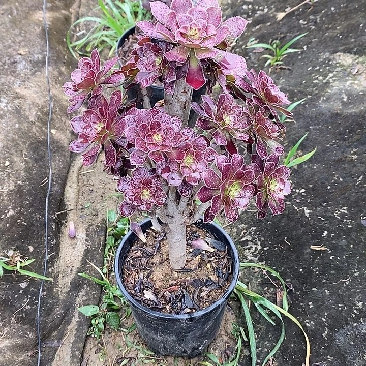 黑法35多肉植物法师法师法师