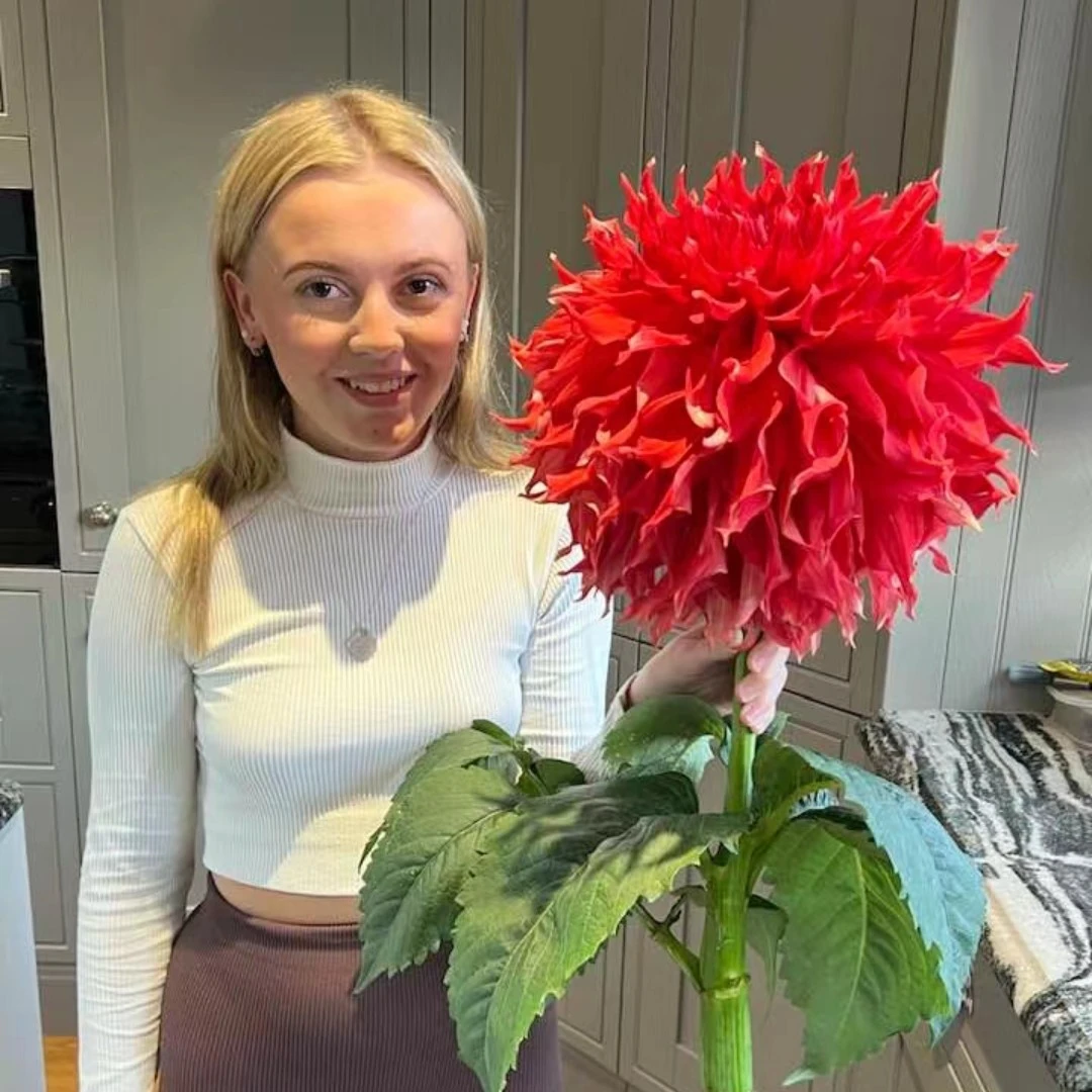 40厘米巨花【布莱恩·特菲尔】进口大丽花种球