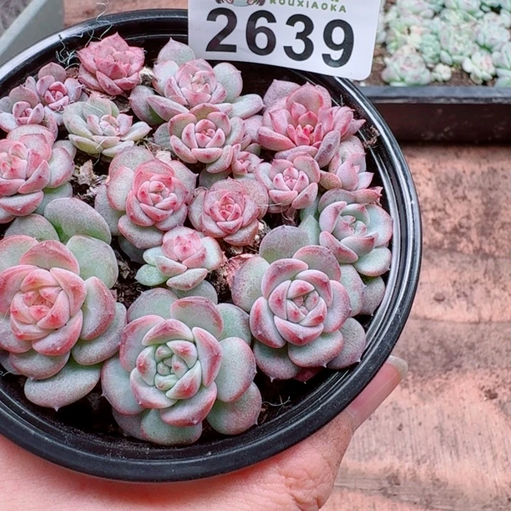 多肉植物多肉植物