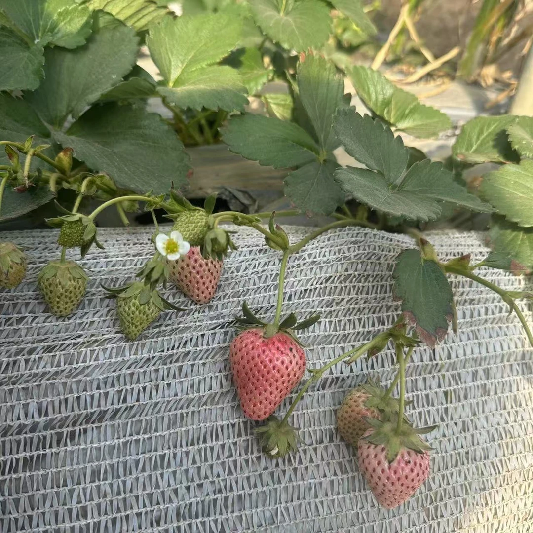 （带花带果）草莓苗盆栽草莓苗阳台露台好养草莓